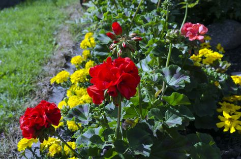 Geraniums are popular for their bright and sometimes fragrant flowers, but they… Geranium Garden Flower Beds, What To Plant With Geraniums In Pots, Geranium Companion Plants, How To Grow Geraniums, Rozanne Geranium, Backyard Flower Beds, Smart Gardening, Beginner Garden, Growing Thyme