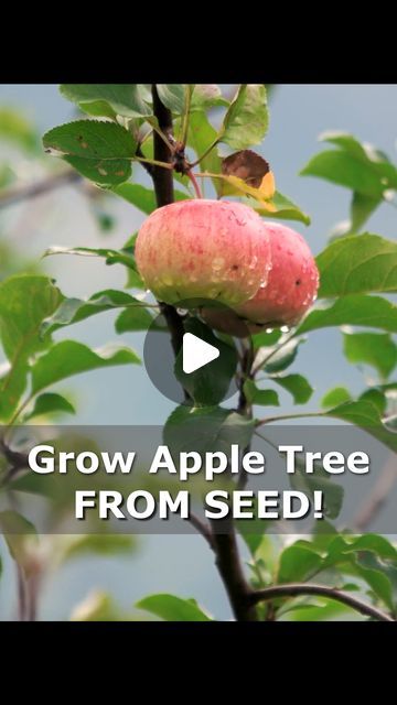 Apple Tree From Seed, Buy Apple, Growing Seeds, Apple Tree, Fruit Trees, Secret Garden, Apples, Farmer, Seeds