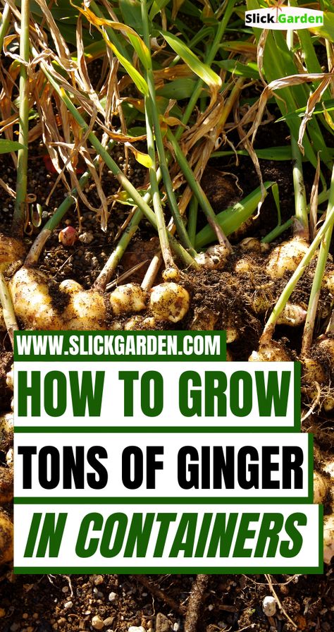 Growing Ginger In Containers, How To Grow Ginger In A Pot, Ginger Plant How To Grow A, Ginger Growing At Home, Growing Ginger In A Pot, How To Grow Turmeric, Ginger Growing, Growing Ginger Indoors, Growing Vegetables In Pots