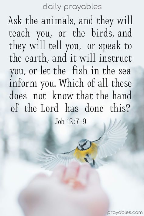 This verse is one of the most profound in the Bible. Reflect and pray with us as we study Job 12:7-9    ~Ask the animals, and they will teach you, or the birds, and they will tell you, or speak to the earth, and it will instruct you, or let the fish in the sea inform you. Which of all these does not know that the hand of the Lord has done this? Animal Bible Verse, Fish In The Sea, Blessed Quotes, I Know The Plans, Bible Quote, My Jesus, Sea Fish, The Good News, The Fish