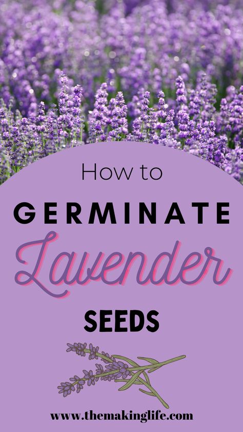 Lavender Seeds How To Grow, Lavender Seeds, Growing Lavender, Seed Germination, Seed Saving, Down On The Farm, Don't Give Up, How To Grow, To Grow