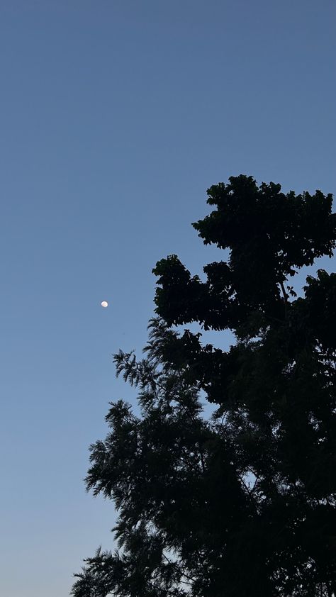 Moon trees evening blue sky vibe Moon And Trees, Aesthetic Evening, Trees Aesthetic, Moon Aesthetic, Black Tree, Linocut, Aesthetic Pictures, Trees, Forest