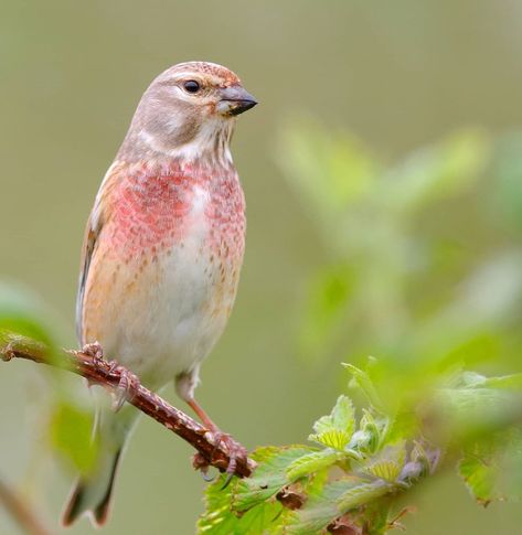 Jens Stahl shared a post on Instagram: “Common Linnet, Kneu.. . .  #your_best_birds #bestbirdshots #best_birds_of_world #bird_brilliance…” • Follow their account to see 1,761 posts. Hawfinch, Siskin, Chaffinch, Brown Legs, Bullfinch, Love Your Pet, Goldfinch, Linnet, Post On Instagram