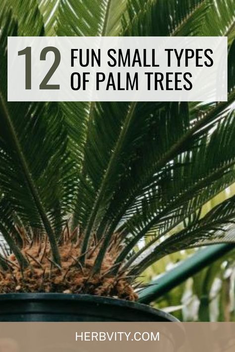 If you want to bring the tropics home with you or simply learn about different types of palm trees, 12 Fun Small Types Of Palm Trees is here to help. Types Of Palm Trees, Palm Tree Types, Needle Palm, Potted Palm Trees, Landscaping Entrance, Monument Ideas, Palm Trees Landscaping, Small Palm Trees, Bamboo Palm