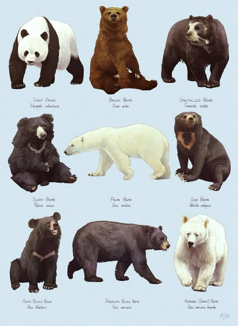 Bear Tumblr, Bear Species, American Black Bear, Bear Artwork, Dog Breeds List, Spirit Bear, Wild Animals Pictures, Interesting Pictures, Animal Study