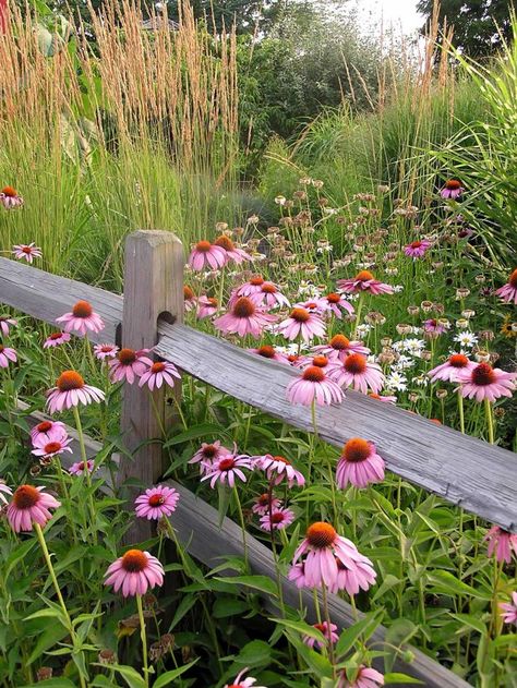 flower and grass border along fence                                                                                                                                                      More Wildflowers On Hillside, Grow Wildflowers, Hgtv Garden, Rail Fence, Have Inspiration, Wildflower Garden, The Secret Garden, Wildflower Seeds, Garden Cottage