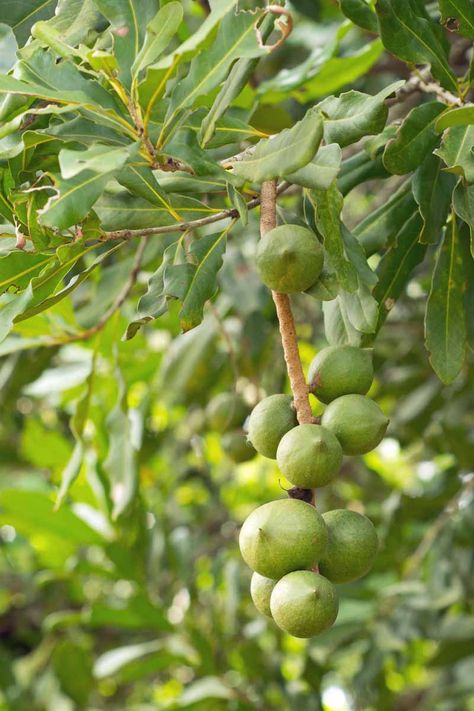 Do you love macadamia nuts but don’t want to pay the high prices found in the store? If you live in a warm climate, try going your own. The macadamia nut tree can thrive in USDA Zones 9-11 and are easy to grow with few pests or diseases. Find out what you need to know on Gardener’s Path now! #growingnuts #macadamia #gardenerspath Macadamia Nut Tree, Log Houses, Growing Fruit Trees, Plant Wishlist, Garden Cooking, Macadamia Nut, Growing Fruit, Macadamia Nuts, Propagating Plants