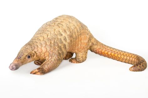 Picture of an endangered sunda pangolin (Manis javanica) at the Carnivore and Pangolin Conservation Center in Cuc Phuong National Park, Vietnam. Giant Pangolin, Ground Pangolin, Sunda Pangolin, Cuc Phuong National Park, Joel Sartore, Country Party, Climb Trees, Animal Protection, Happy Ending