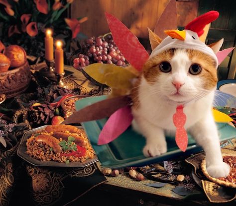 Happy Thanksgiving Images, Thanksgiving Photos, Silly Hats, Thanksgiving Images, Nyan Cat, Cat Holidays, Pet Sitting, Silly Animals, Pet Holiday