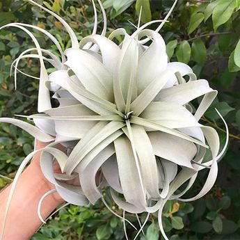 The Air Plant Hub Types Of Air Plants, Air Plants Diy, Air Plants Decor, Leaf Structure, Air Plants Care, Air Plant Display, Plant Tattoo, Air Plant Terrarium, Cactus Y Suculentas