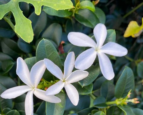 Propagating My Natal Plum: Step-by-Step Guide Natal Plum, South African Flowers, Air Layering, Rooting Hormone, African Flowers, Root Growth, Yellow Leaves, Green Baby, Seed Starting