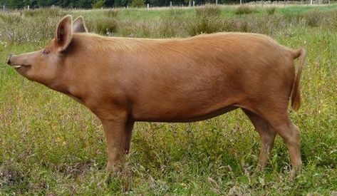 Tamworth Pig, Tamworth, Wildlife Park, Hippopotamus, Lake District, Horses, Lake, Google Search, Animals