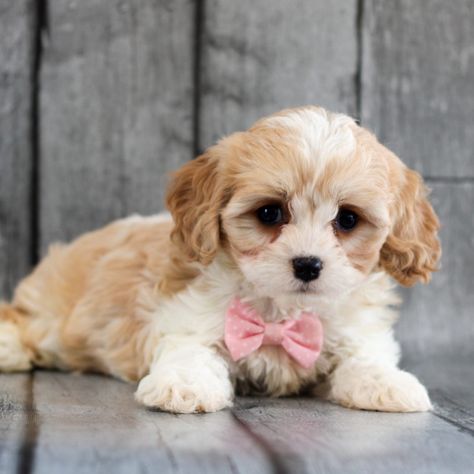 Opal - F1 Cavachon pup for sale at Gordonville, Pennsylvania Puppy Store, Cavachon Puppies, Premium Dog Food, Lancaster Puppies, Getting A Puppy, Fluffy Dogs, Puppy For Sale, Dog Activities, Dog Breeder