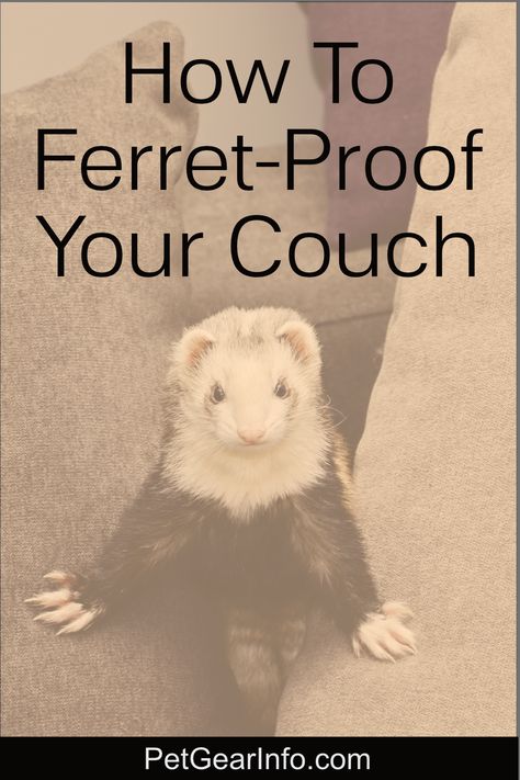 Ferret Playground, Ferret Play Area Ideas, Ferret Proofing, Ferret Room Ideas, Ferret Cage Ideas, Ferret Room, Ferret Diy, Ferret Care, Ferrets Care