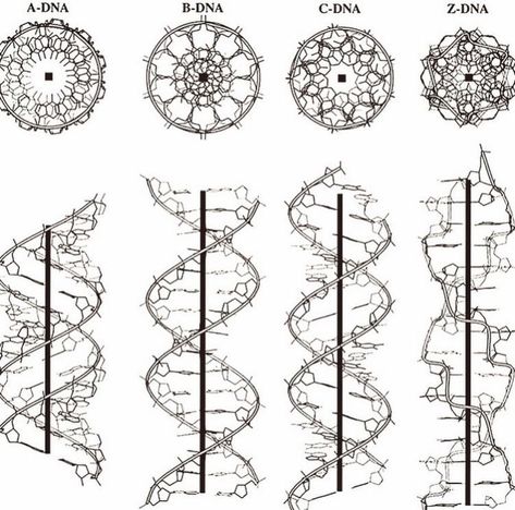 Science Tattoo, Science Tattoos, Dna Art, Dna Tattoo, Sacred Science, Human Dna, Sacred Geometry Art, Spirit Science, Double Helix