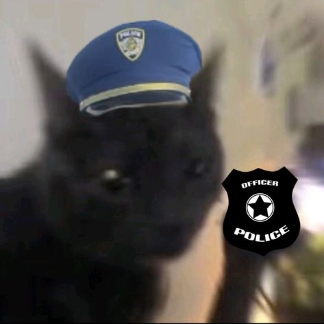 Gn Cat, Dabloons Cat, Police Officer Aesthetic, Police Pic, Cat Police, Police Aesthetic, Chubby Animals, Police Memes, Fun Police