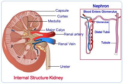 kidney internal structure Foods Good For Kidneys, The Urinary System, Diy Shampoo Recipe, Digestive Organs, Urinary System, Kidney Recipes, Some Interesting Facts, Natural Healing Remedies, Cleanse Your Body