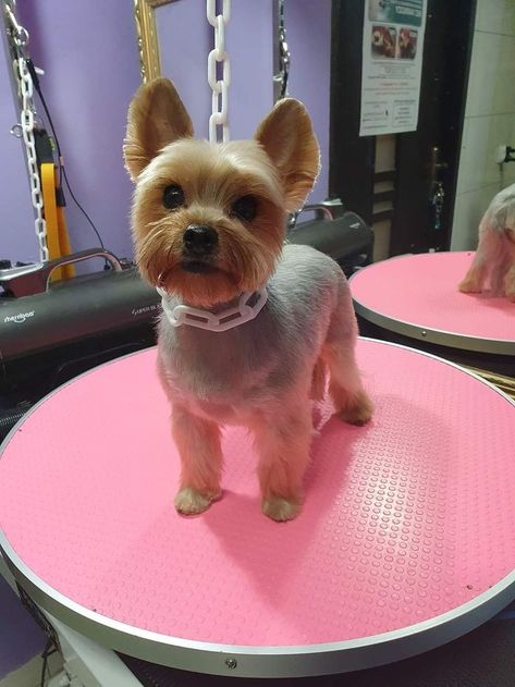 Chorkie Haircut, Yorkies Haircut, Short Yorkie Haircut, Yorkie Puppy Haircuts, Yorkie Puppy Cut, Yorkie Grooming, Terrier Haircut, Yorkie Haircut, Yorkshire Terrier Grooming