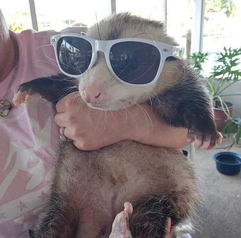 Cute Opposums, Baby Possum, Sunglasses Cute, Awesome Possum, Cute Rats, Trash Panda, Silly Animals, Cute Wild Animals, Cute Animal Photos