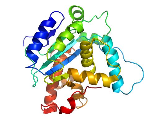 The native structure of the protein has been searched by using Bacterial Foraging Optimization Algorithm where structures are evaluated by CHARMM energy function. Prokaryotic And Eukaryotic Cells, Essential Tremors, Medicinal Chemistry, 2nd Grade Science, Mammary Gland, Protein Food, Medical Training, Gene Expression, Structure And Function