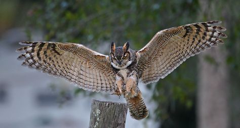 Friendly Photography, Owl Tattoo Drawings, Owl In Flight, Owl Wings, Awesome Owls, Long Eared Owl, Chicano Drawings, Owl Photos, Owl Pictures