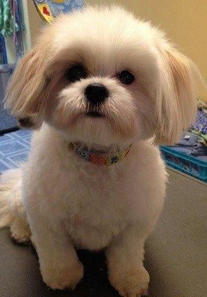 20 Best Shih Tzu Haircuts (2022 Guide) – Hairstyle Camp Baby Shih Tzu, Shih Tzu Haircuts, Perro Shih Tzu, Chien Shih Tzu, Shih Tzu Grooming, Shih Tzu Funny, Shih Poo, Puppy Cut, Dog Haircuts