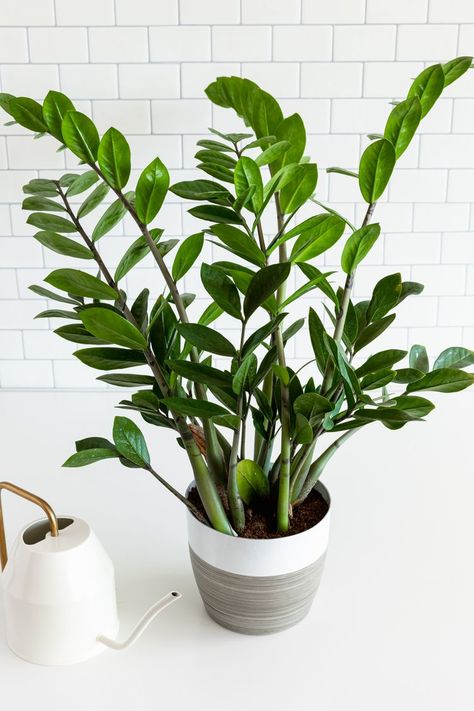 ZZ Plant (Zanzibar Gem) Profile Zz Plant Decor, Zz Plant Care, Zanzibar Gem, Zz Plants, Best Air Purifying Plants, Tattoo Plant, Plants Care, Houseplant Care, Zz Plant