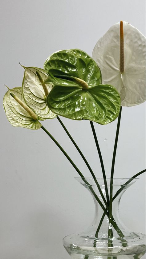 White Anthurium Wedding Bouquet, Green Anthurium Bouquet, Green Anthurium Arrangement, Anthurium Flower Bouquet, Anthurium Wedding Decor, Anthurium Decor, Peace Lily Bouquet, Anthurium Wedding, Anthurium Arrangement