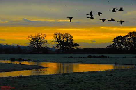 Ducks fly together. Duck Hunting Blinds, Flying Photography, Waterfowl Art, Geese Flying, Canadian Geese, Hunting Art, Owl Photos, North Texas, Sunset Painting