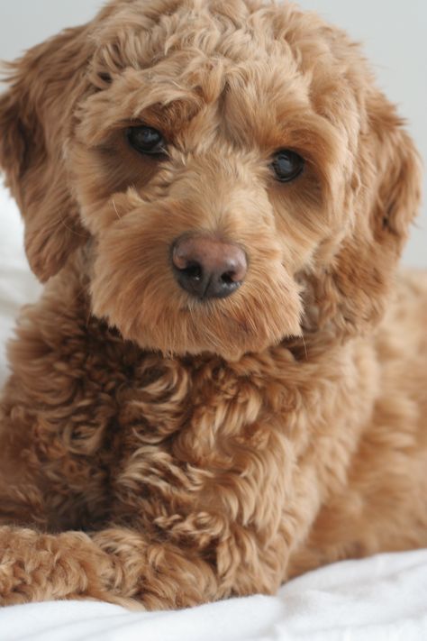 This is a apricot cockapoo!! This is the colour I want❤️❤️❤️❤️❤️ Yorkiepoo Haircuts, Cocker Poodle, Puppies Husky, Cockapoo Puppy, Cockapoo Dog, Cockapoo Puppies, Mini Goldendoodle, Yorkshire Terrier Puppies, Husky Puppy