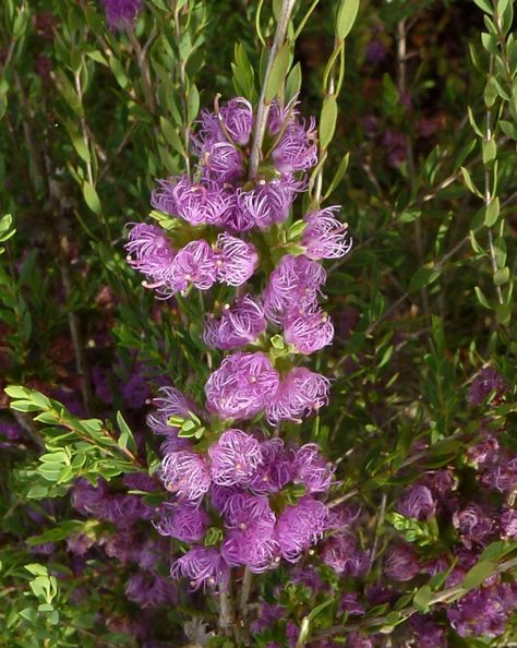 Melaleuca thymifolia | Australian Plants Society Goth Garden, Australian Plants, Australian Native Plants, Bluish Green, Propagating Plants, Native Plants, Months In A Year, Other Colors, Purple Flowers