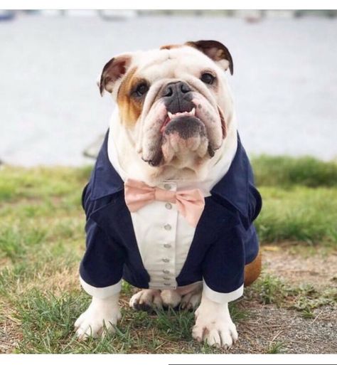 Navy blue dog tuxedo with blush bow tie Dog wedding attire Formal dog suit Swallow-tailed dog coat Birthday dog costume Custom dog tux by AnnaHappydog on Etsy https://www.etsy.com/listing/544847624/navy-blue-dog-tuxedo-with-blush-bow-tie Wedding Attire Formal, Dog Tux, Formal Dog, Dog Wedding Attire, Dog Tuxedo, Bulldog Pics, Dog Suit, Birthday Dog, Dog Costume