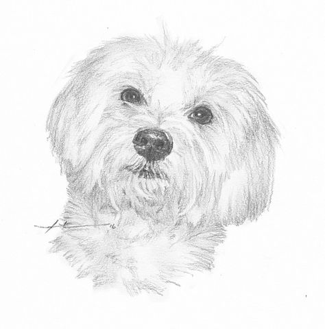 Coton De Tulear Drawing, Coton De Tulear Dogs, Coton De Tulear, Pets Drawing, Poodle Mix, Maltese Cross, Drawing Images, Dog Drawing, Stained Glass Patterns