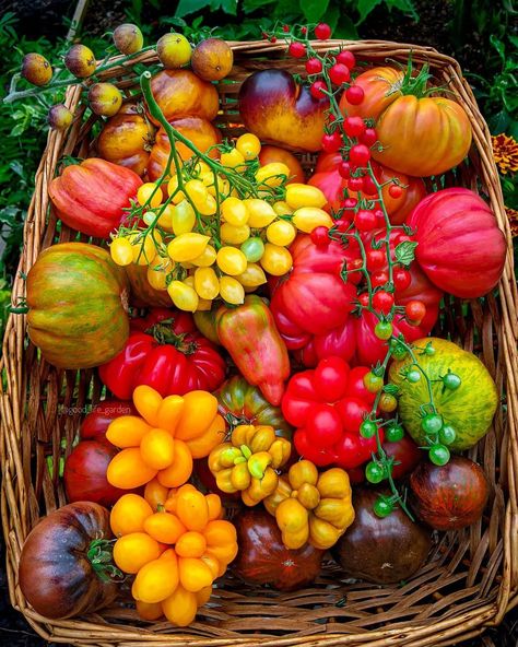 Vegetable Aesthetic, Veggies Aesthetic, Agriculture Pictures, Food Forest Garden, Tomato Varieties, Hot Pepper Seeds, Vegetable Garden Diy, Fruit Wallpaper, Red Currant