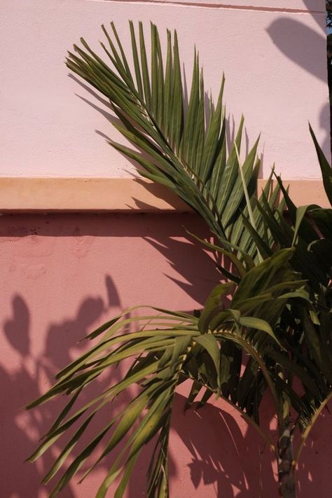 tropical colors. desert colors Palm Shadow, Plants Background, Photography Plants, Background Nature, Pink Photography, Plant Background, Plants Are Friends, Celana Jeans, Plants Nature