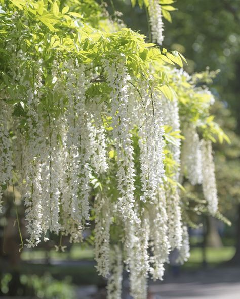 Japanese wisteria (Wisteria floribunda)