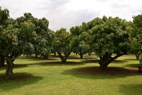 Mango Trees Garden, Mango Orchard, Tree Landscaping Ideas, Mango Garden, Mango Farm, Poultry Farm Design, Farm Landscaping, Tree Landscaping, Mango Trees