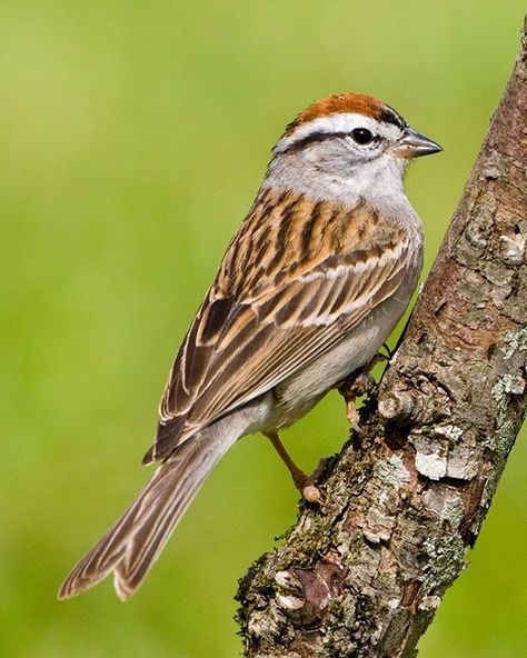 Chipping Sparrow, Rust Top, Sparrow Photography, Sparrow Art, Tattoo Animal, Song Birds, Geometric Scarf, Life List, Backyard Birds