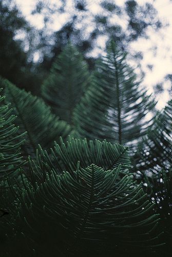 Unisex Cologne, Pine Trees Forest, Tree Photography, Forest Photography, Evergreen Trees, Bella Swan, Tree Forest, Pine Needles, Pine Trees