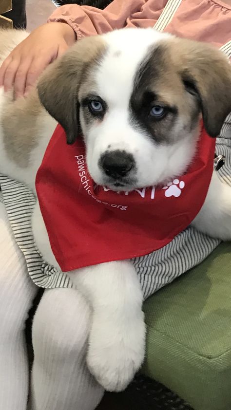 St. Bernard Husky mix St Bernard Mix, Husky Puppies, Hybrid Dogs, Husky Mix, St Bernard, Husky Puppy, Mixed Breed, Dog Breeds, Husky