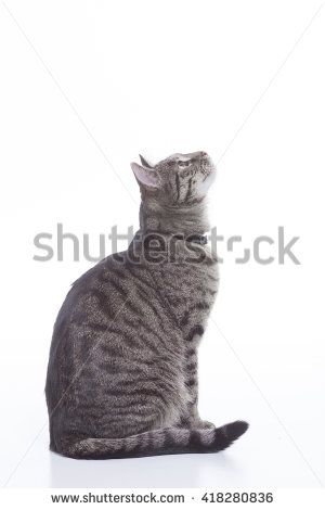 Looking Behind, Cat Lamp, Background Studio, Cat Reference, Gray Cat, Studio Shoot, Dog Drawing, Cat Sitting, Looking Up