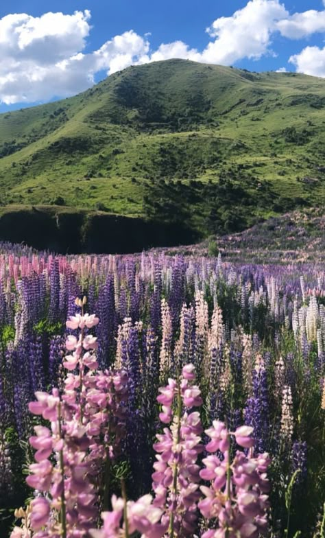 Lupin field Lupine Flowers Aesthetic, Lupine Aesthetic, Lupin Field, Lupines Flowers, Lupine Field, Lavender Types, Flower Lily Of The Valley, Lupine Flowers, Skeleton Flower