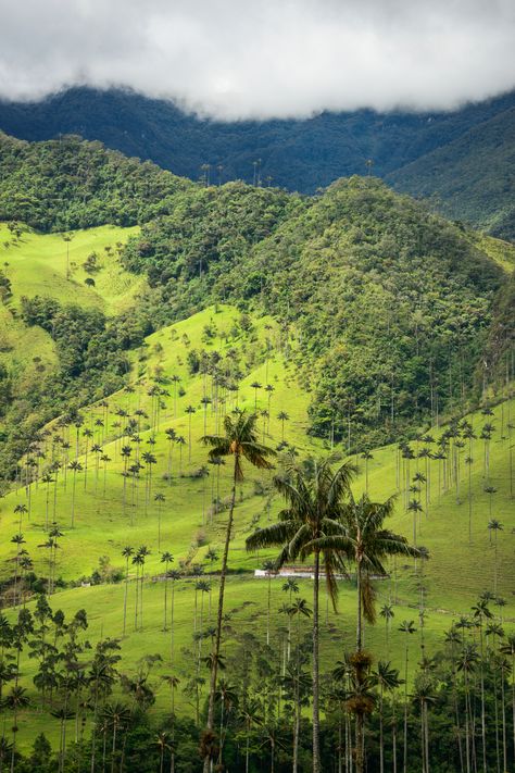 Cocora Valley, Colombian Culture, Visit Colombia, Colombian Art, Colombian Coffee, Colombia Travel, Coffee Culture, Magical Places, Theme Park