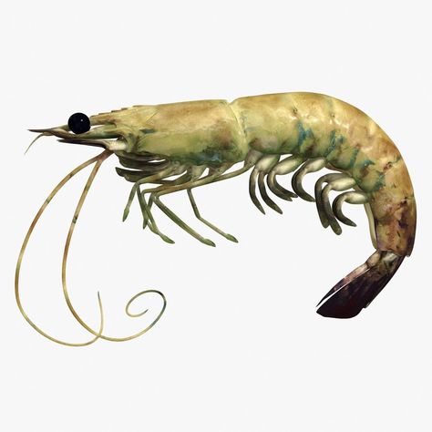 Shrimp 2 Alive 3D Model #AD ,#Shrimp#Alive#Model Shrimp Alive, Pet Shrimp, Peter And The Starcatcher, Crustaceans, Fish Painting, Gone Fishing, Ocean Creatures, Watercolour Tutorials, Vector Pattern