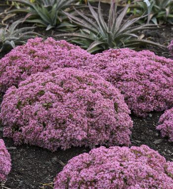 Sedum | Proven Winners Sedum Plant, Edging Plants, Sun Garden, Border Plants, Pink Plant, Proven Winners, Rock Garden Landscaping, Secret Gardens, Trees And Shrubs