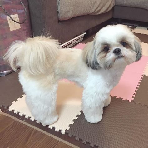 Shitzu Haircuts, Shih Tzu Haircut, Shitzu Dogs Haircuts, Shih Tzu Hair Styles, Grooming Shih Tzu, Dog Grooming Shih Tzu, Shih Tzu Puppy Cut, Shih Tzu For Sale, Big Dogs Breeds