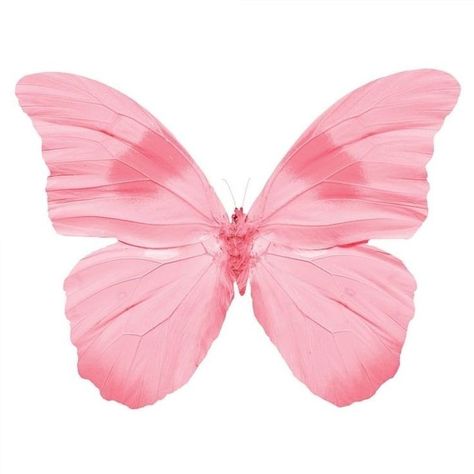 Canvas Wall Art Set, Pink Butterfly, Home Store, Wall Art Set, Art Set, Butterflies, Canvas Wall, At Home, Canvas Wall Art