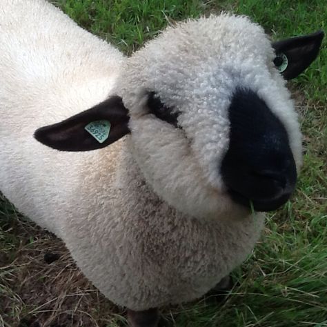 Hampshire down schaapje. Foto T. Hiem Hampshire Sheep, Sheep Breeds, Hampshire, Farm Animals, Sheep, Animals, Quick Saves