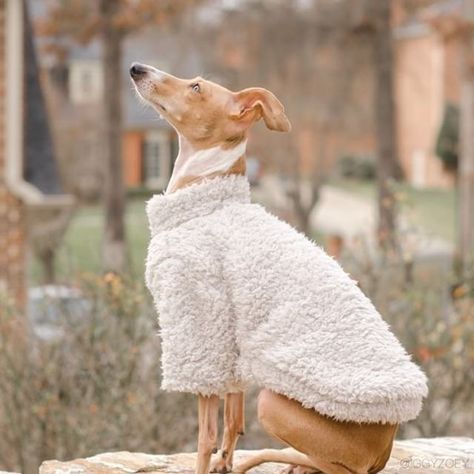 Whippet Puppies, Wooly Jumper, Puppy Coats, Dog Winter Clothes, Dog Yoga, Indian Elephant, Dog Wear, Winter Dog, Italian Greyhound