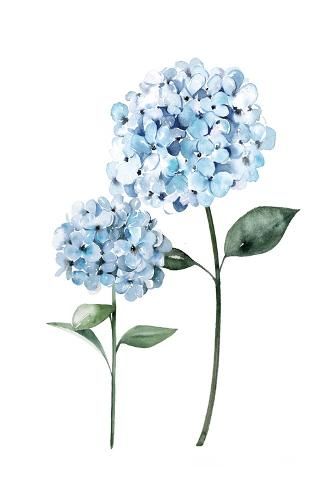 size: 18x12in Art Print: Two Hydrangeas by Enya Todd : Blue Flower Pictures, Hydrangea Picture, Hydrangeas Art, Watercolor Hydrangea, Coastal Wallpaper, Hydrangea Print, Blue Plants, Dorm Art, Art Print Display